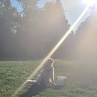 Mary S dog park ico