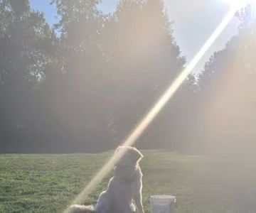 Mary S dog park
