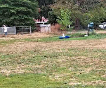 Fenced Off-Leash Dog Park