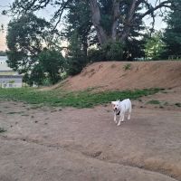 Clark County Dog Park ico