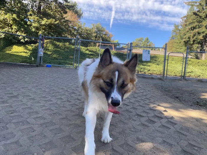 Clark County Dog Park 5