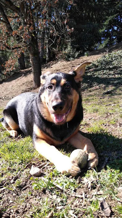 Clark County Dog Park 8