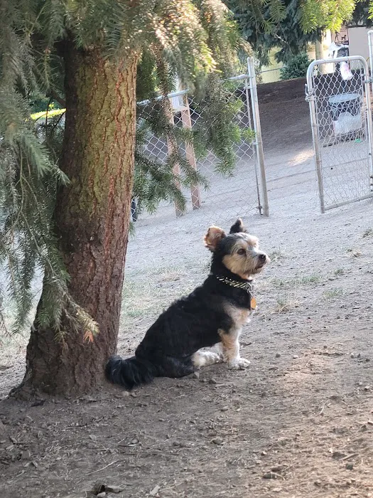 Clark County Dog Park 7