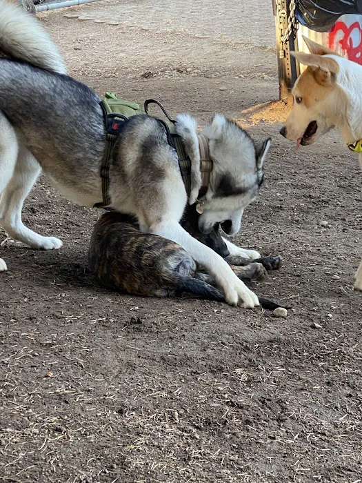 Clark County Dog Park 10