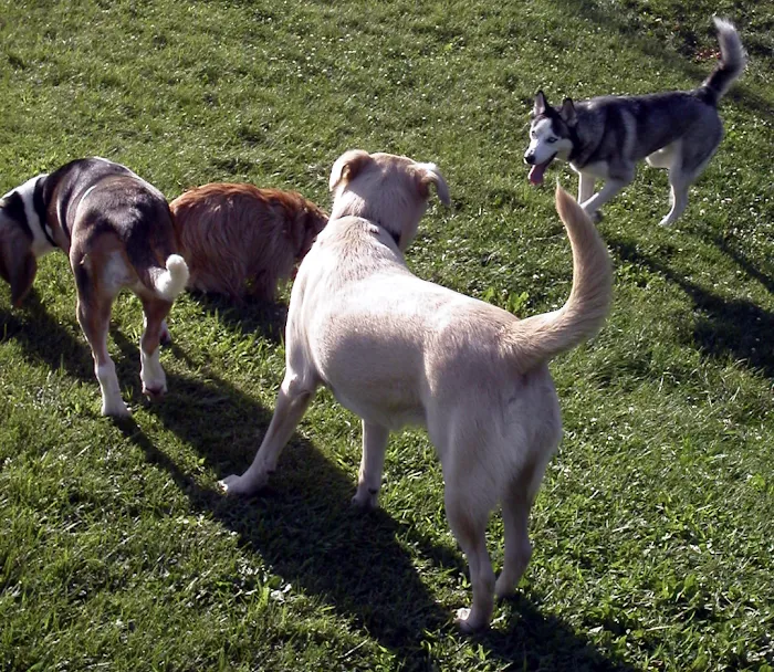 Winkelman Dog Park 10
