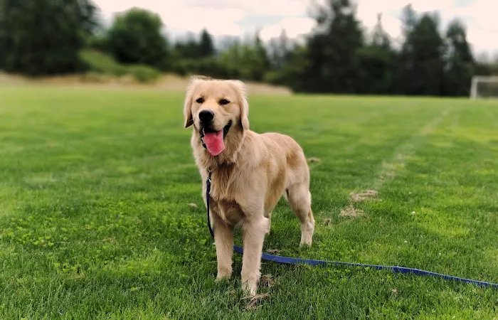 Winkelman Dog Park 3