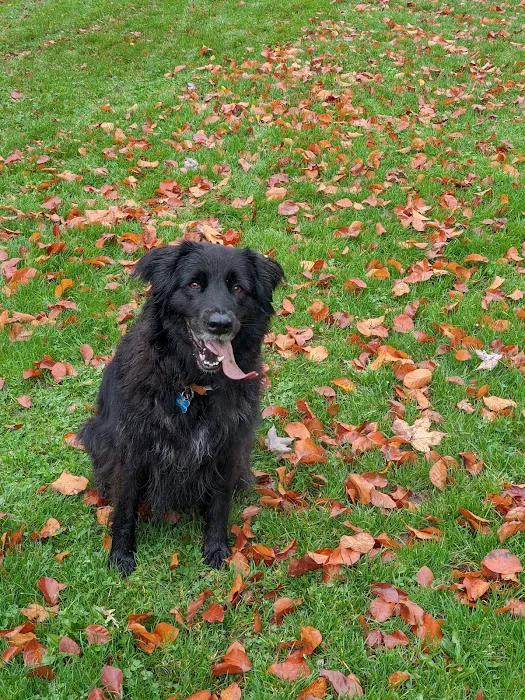 Argay Dog Park Off-Leash Area 2