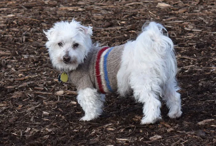 Rock Creek Dog Park 5