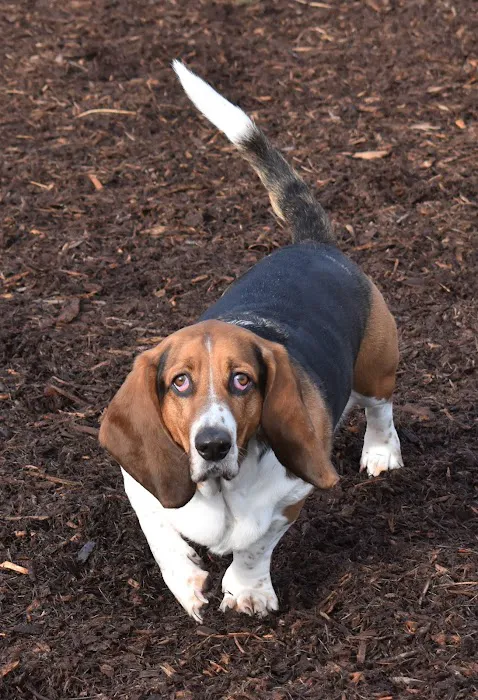 Rock Creek Dog Park 7