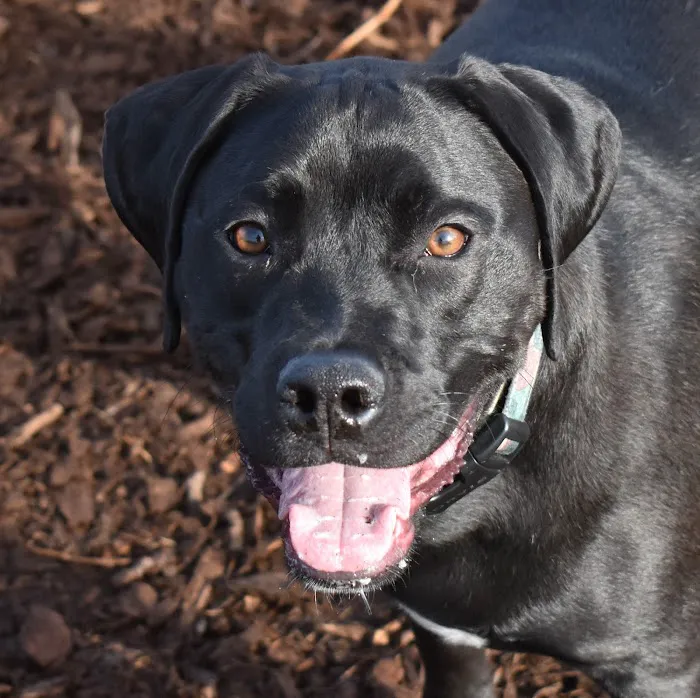 Rock Creek Dog Park 4