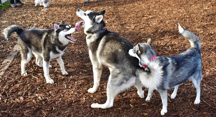 Rock Creek Dog Park 1