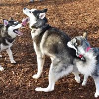 Rock Creek Dog Park ico