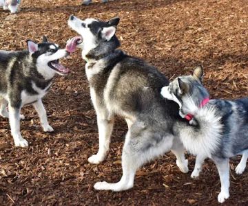 Rock Creek Dog Park