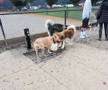 Hondo Dog Park