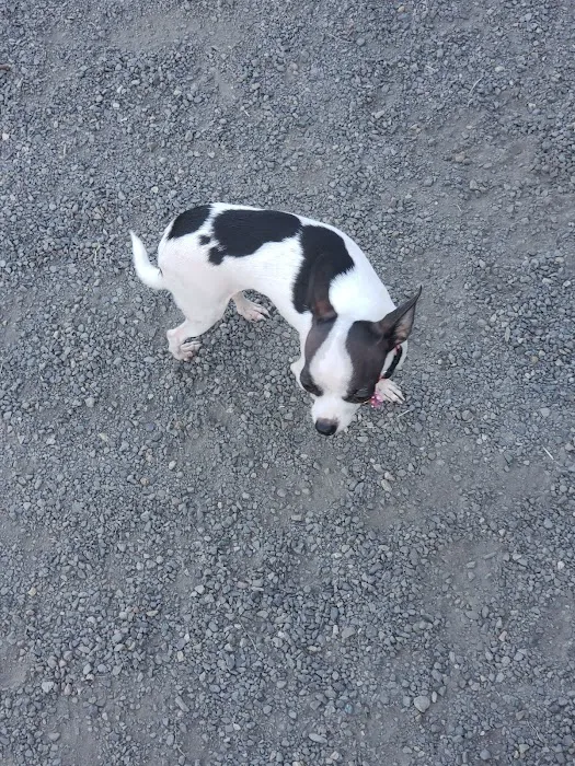 Hondo Dog Park 3