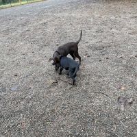 Ash meadows (fenced) dog park ico