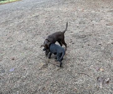 Ash meadows (fenced) dog park