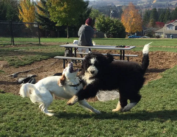 Sherwood Dog Park 6
