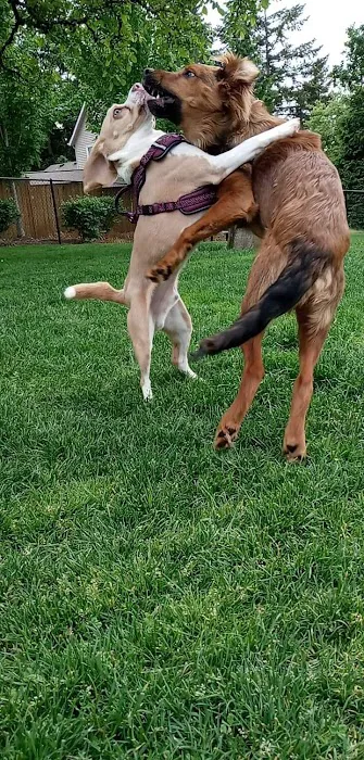 Sherwood Dog Park 8