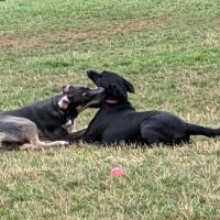Sherwood Dog Park ico