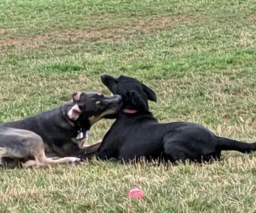 Sherwood Dog Park