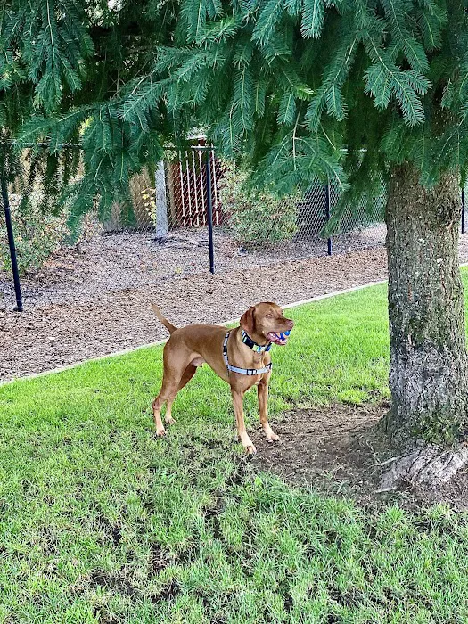 Sherwood Dog Park 10