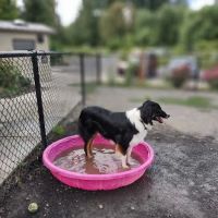Memorial Dog Park ico