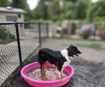 Memorial Dog Park