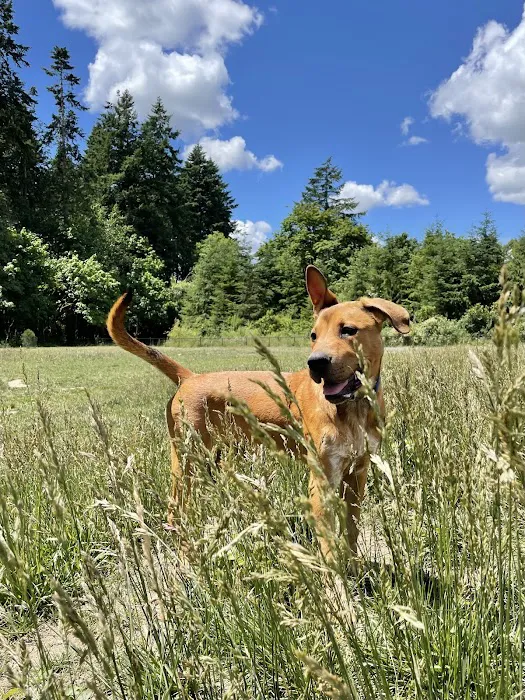 Memorial Dog Park 8