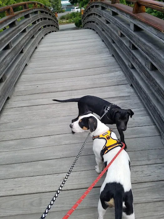 Main City Park - Dog Park 8