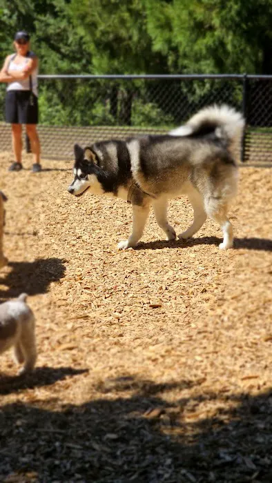 Main City Park - Dog Park 9