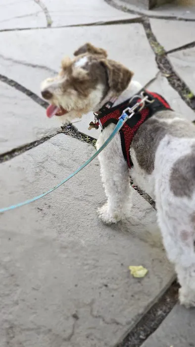 Main City Park - Dog Park 4
