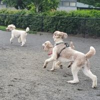 Dakota Dog Park ico
