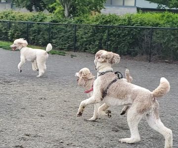 Dakota Dog Park