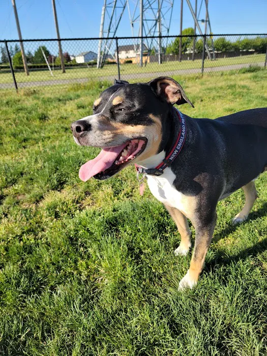 Dakota Dog Park 2