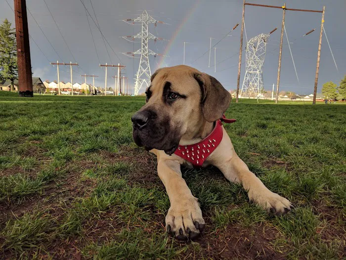 Dakota Dog Park 7