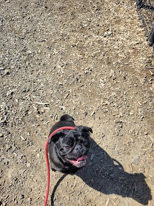 Cornelius Dog Park 8