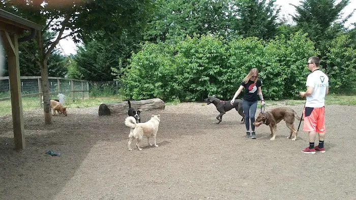 Newberg Dog Park 6