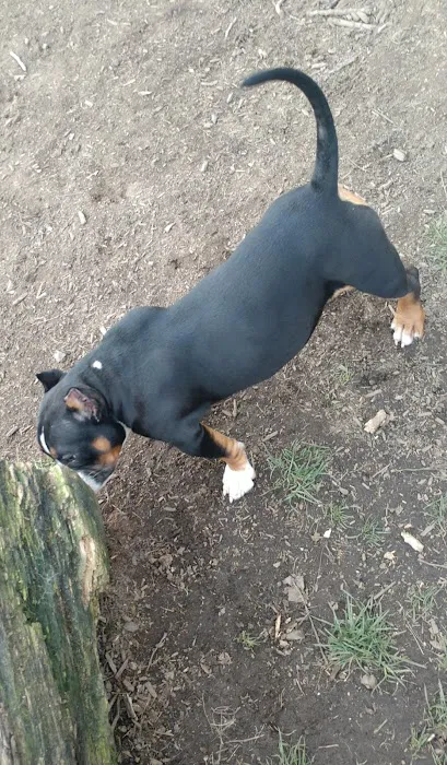 Newberg Dog Park 8