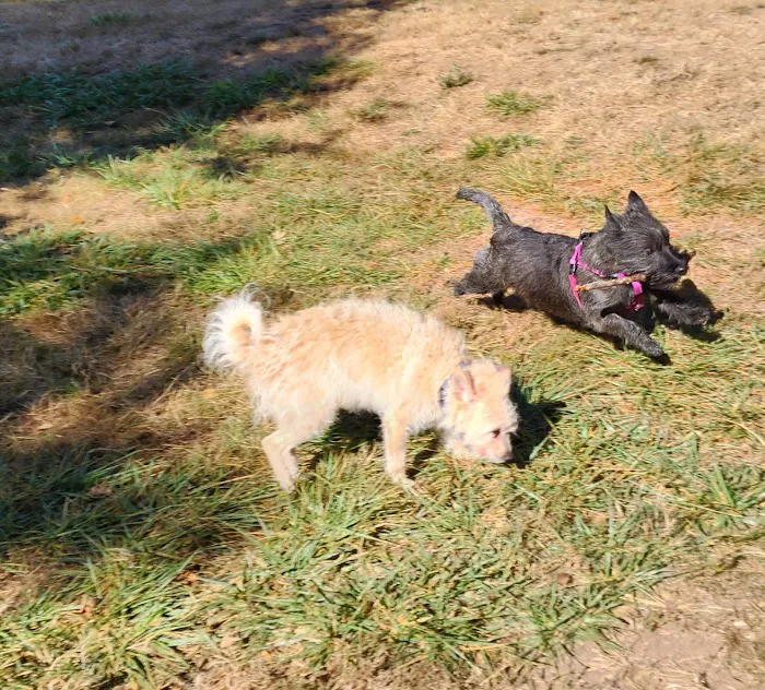 Kane Memorial Dog Park 3