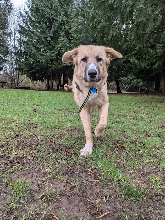 Kane Memorial Dog Park 8