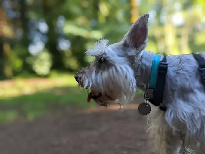 Kane Memorial Dog Park 4