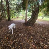 Kane Memorial Dog Park ico