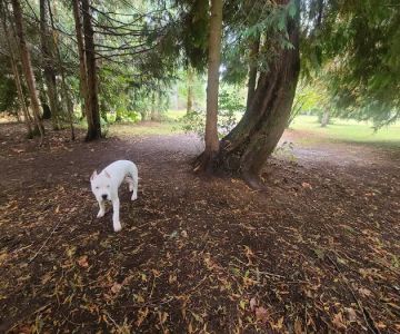 Kane Memorial Dog Park