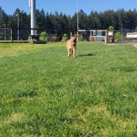 Thatcher Dog Park ico