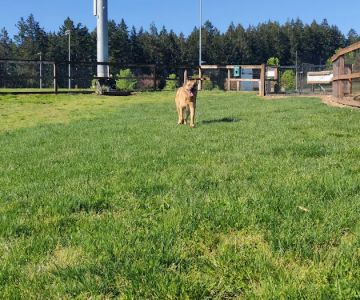 Thatcher Dog Park