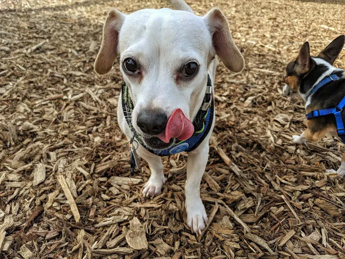 Thatcher Dog Park 7