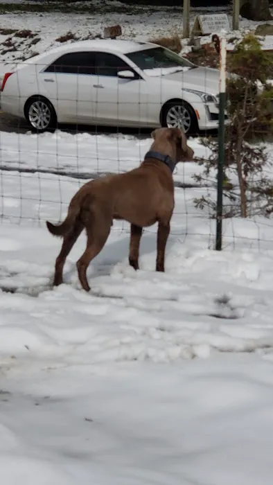 City of Ridgefield Dog Park 1
