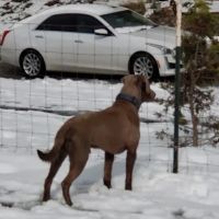 City of Ridgefield Dog Park ico