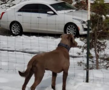 City of Ridgefield Dog Park